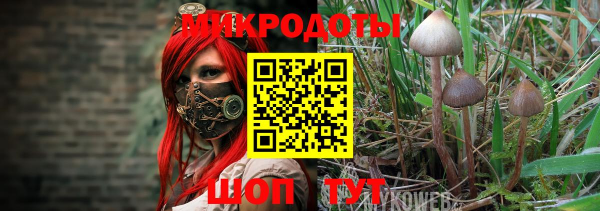 Галлюциногенные грибы Psilocybine cubensis Обнинск